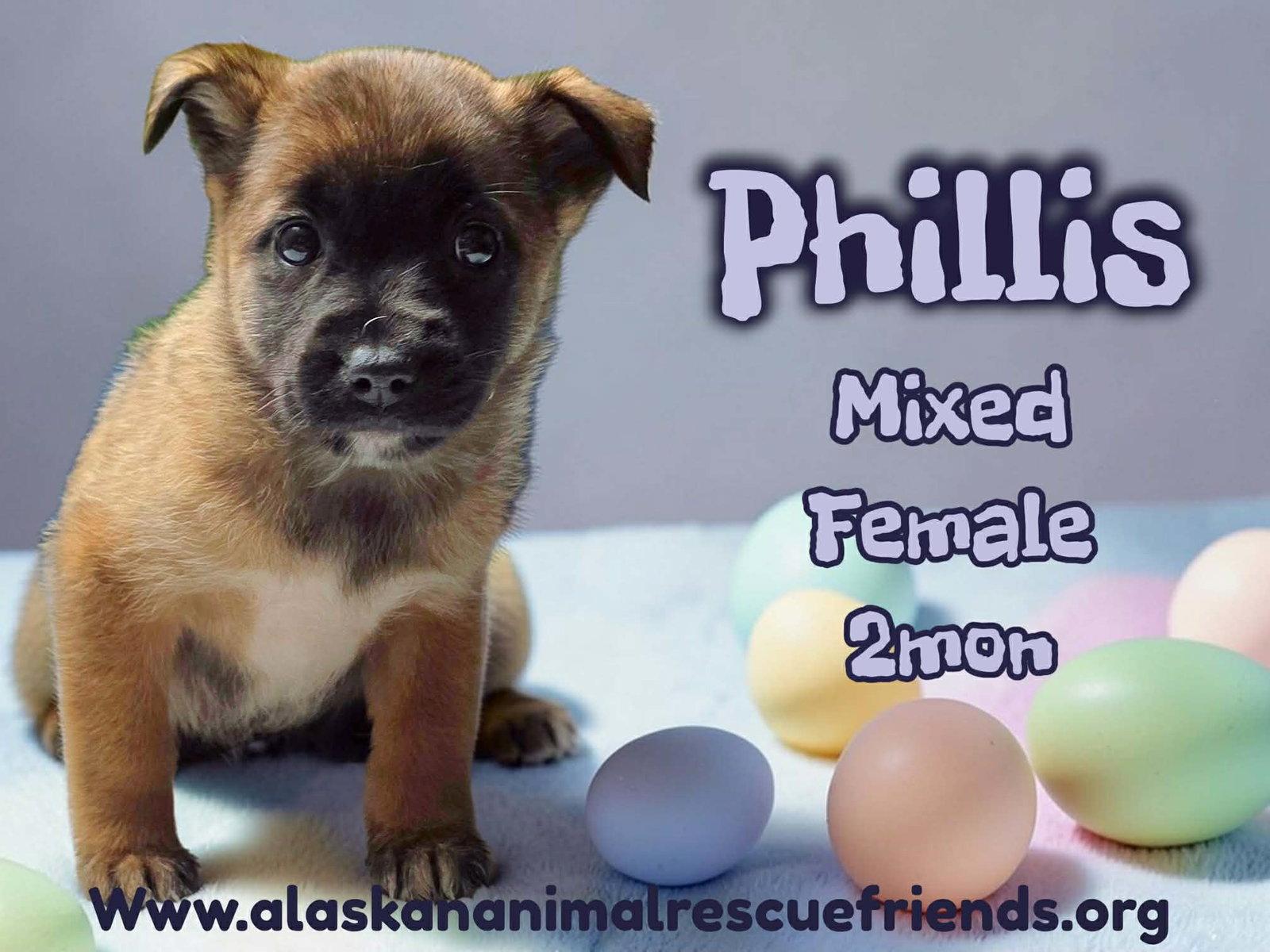 Enlarge Phillis, a Adoptable mixed breed in Anchorage, AK image 1/1