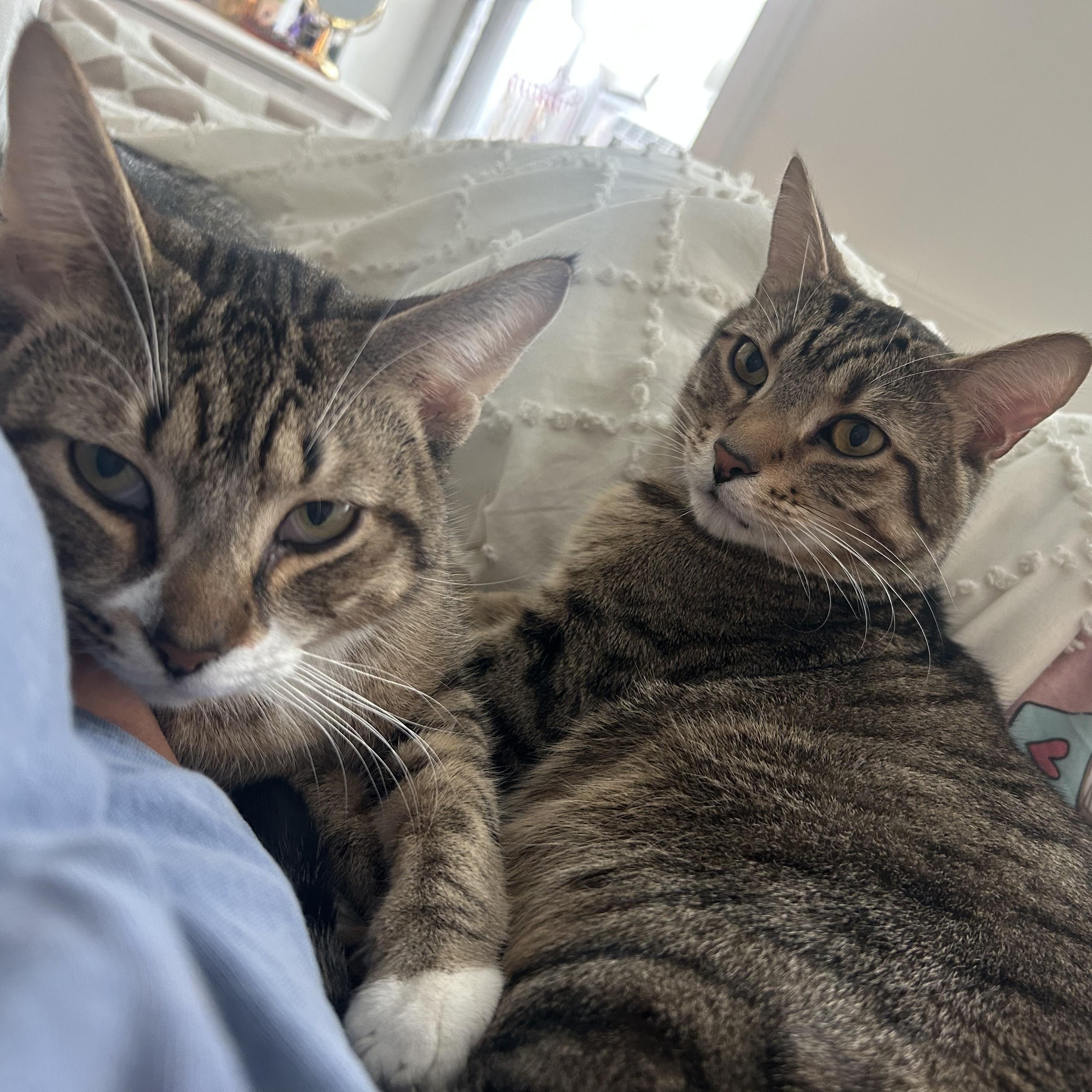 BigFoot and LittleFoot, a Adoptable mixed breed in New york, NY image 2/5