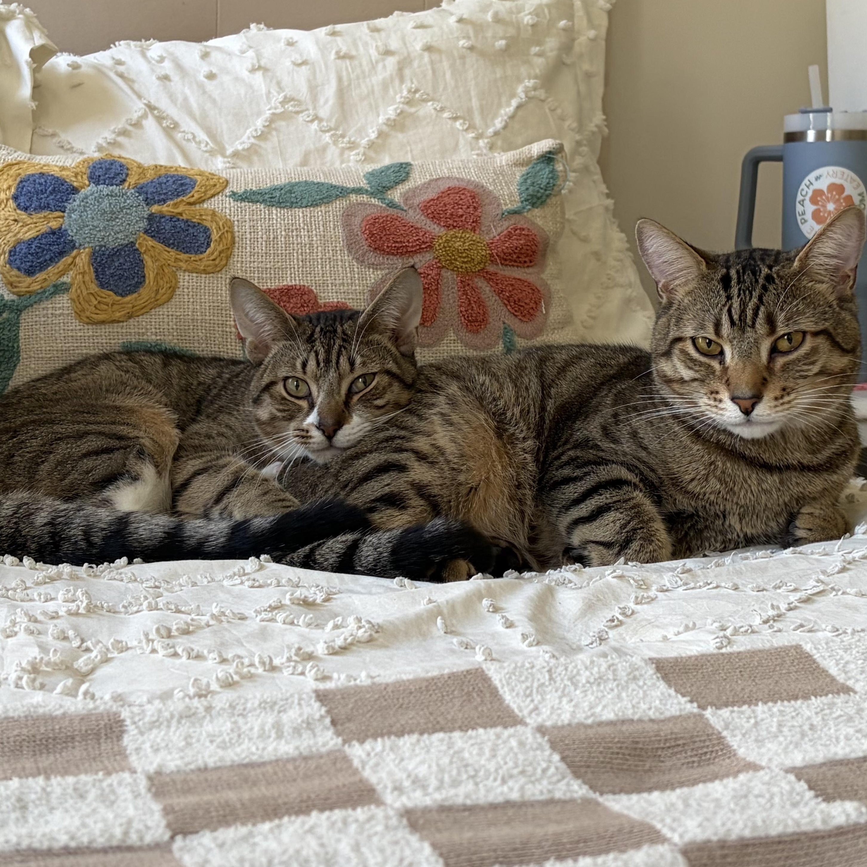 BigFoot and LittleFoot, a Adoptable mixed breed in New york, NY image 3/5