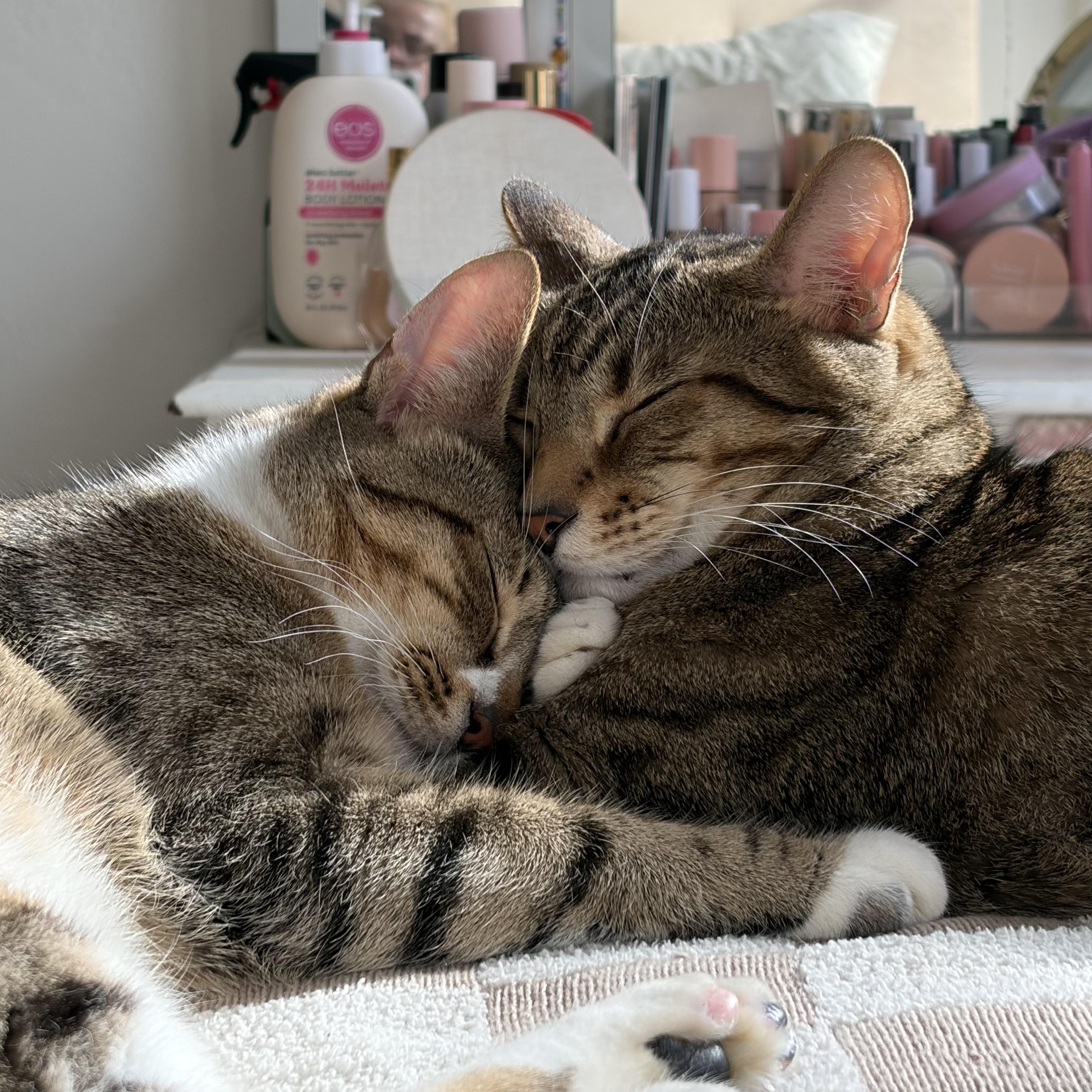 BigFoot and LittleFoot, Adoptable, Young Male Domestic Short Hair.