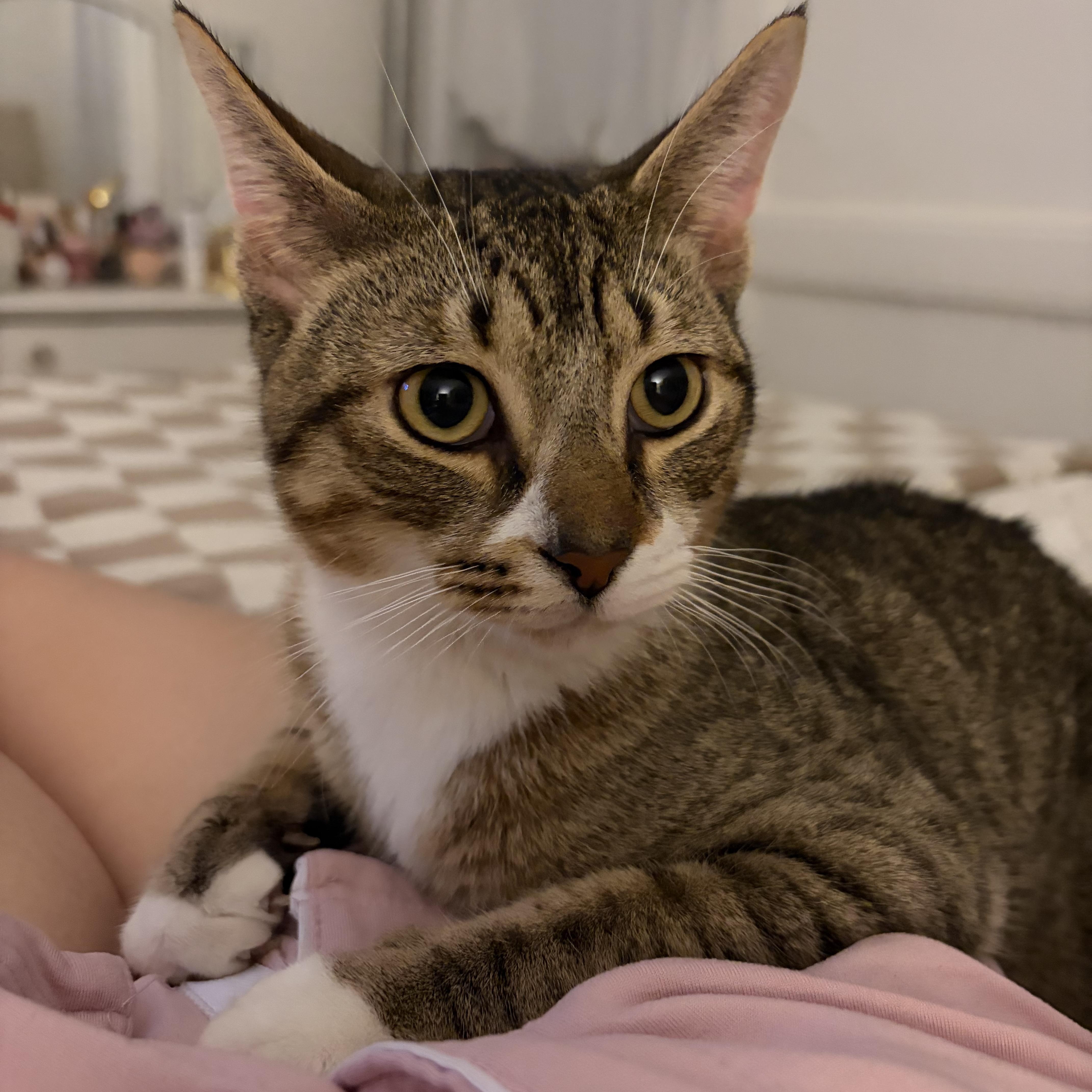 BigFoot and LittleFoot, a Adoptable mixed breed in New york, NY image 4/5