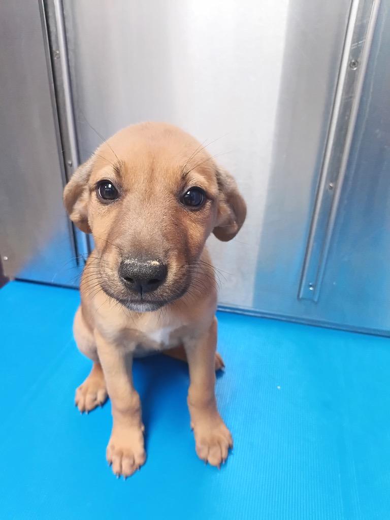 Carrie, Adoptable, Puppy Female Mixed Breed.