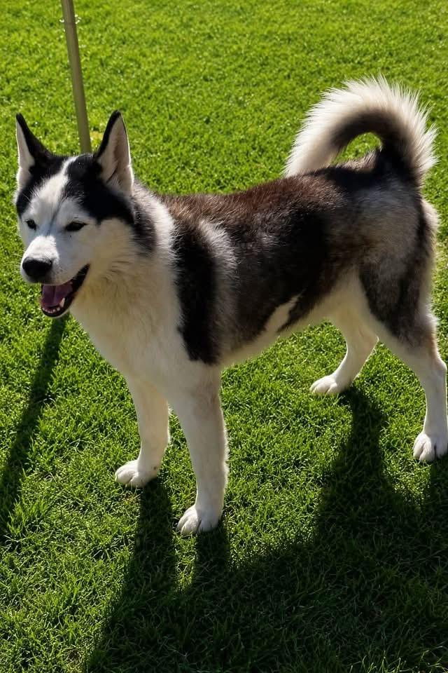 Sled, an adopted mixed breed in Kissimmee, FL image 4/4