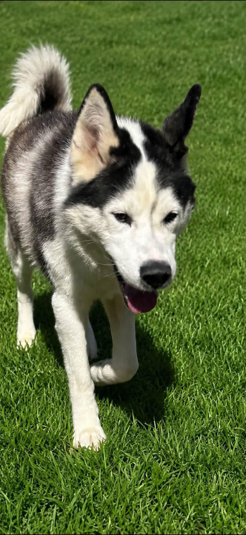 Sled, an adopted mixed breed in Kissimmee, FL image 2/4