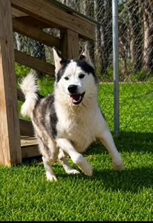 Sled, an adopted mixed breed in Kissimmee, FL image 1/4