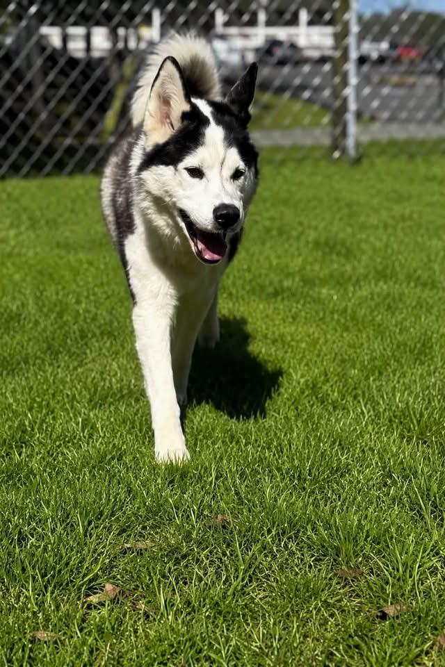 Sled, an adopted mixed breed in Kissimmee, FL image 3/4