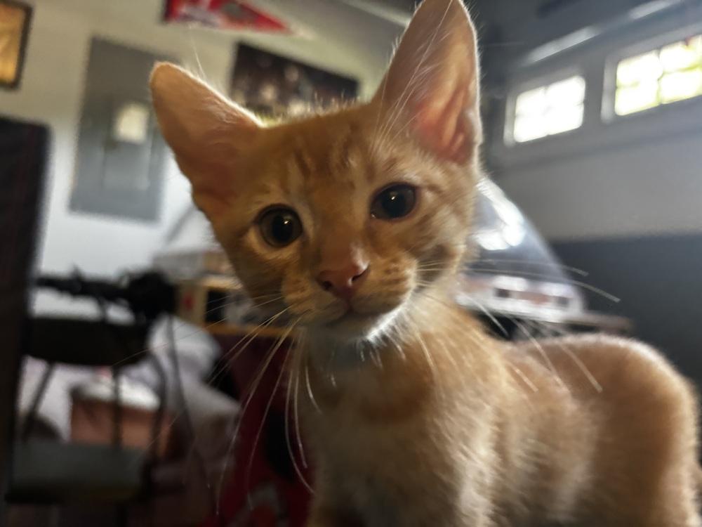 Enlarge Tiki, a Adoptable Domestic Short Hair in Orlando, FL image 1/4