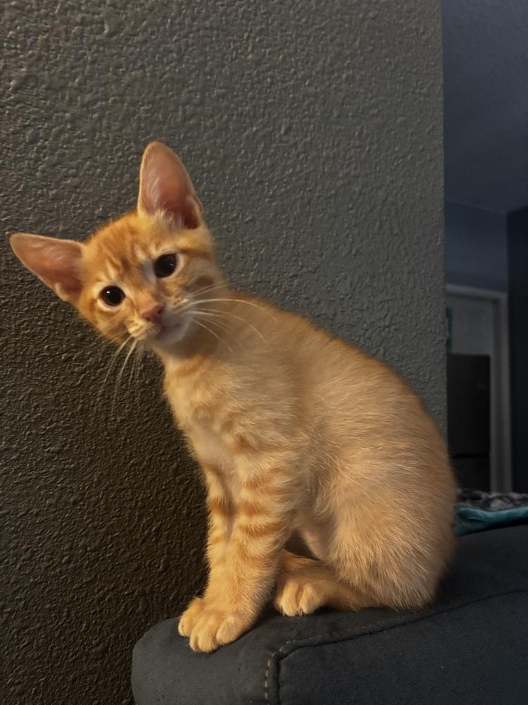 Enlarge Tiki, a Adoptable Domestic Short Hair in Orlando, FL image 2/4
