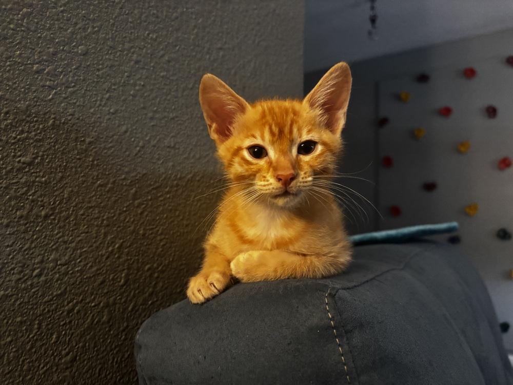 Enlarge Tiki, a Adoptable Domestic Short Hair in Orlando, FL image 3/4