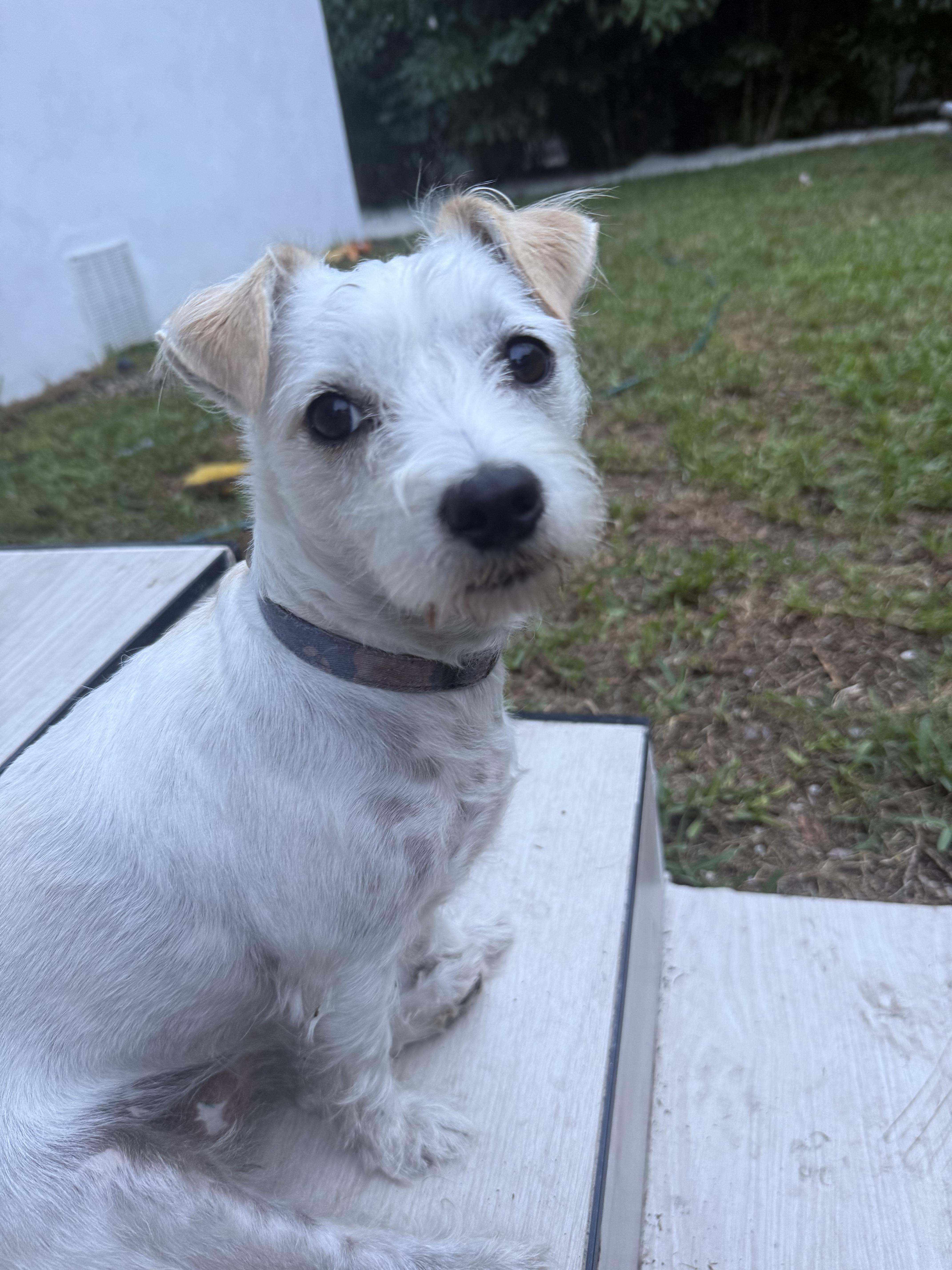 Mila, adopted, Young Female Maltese & Terrier.