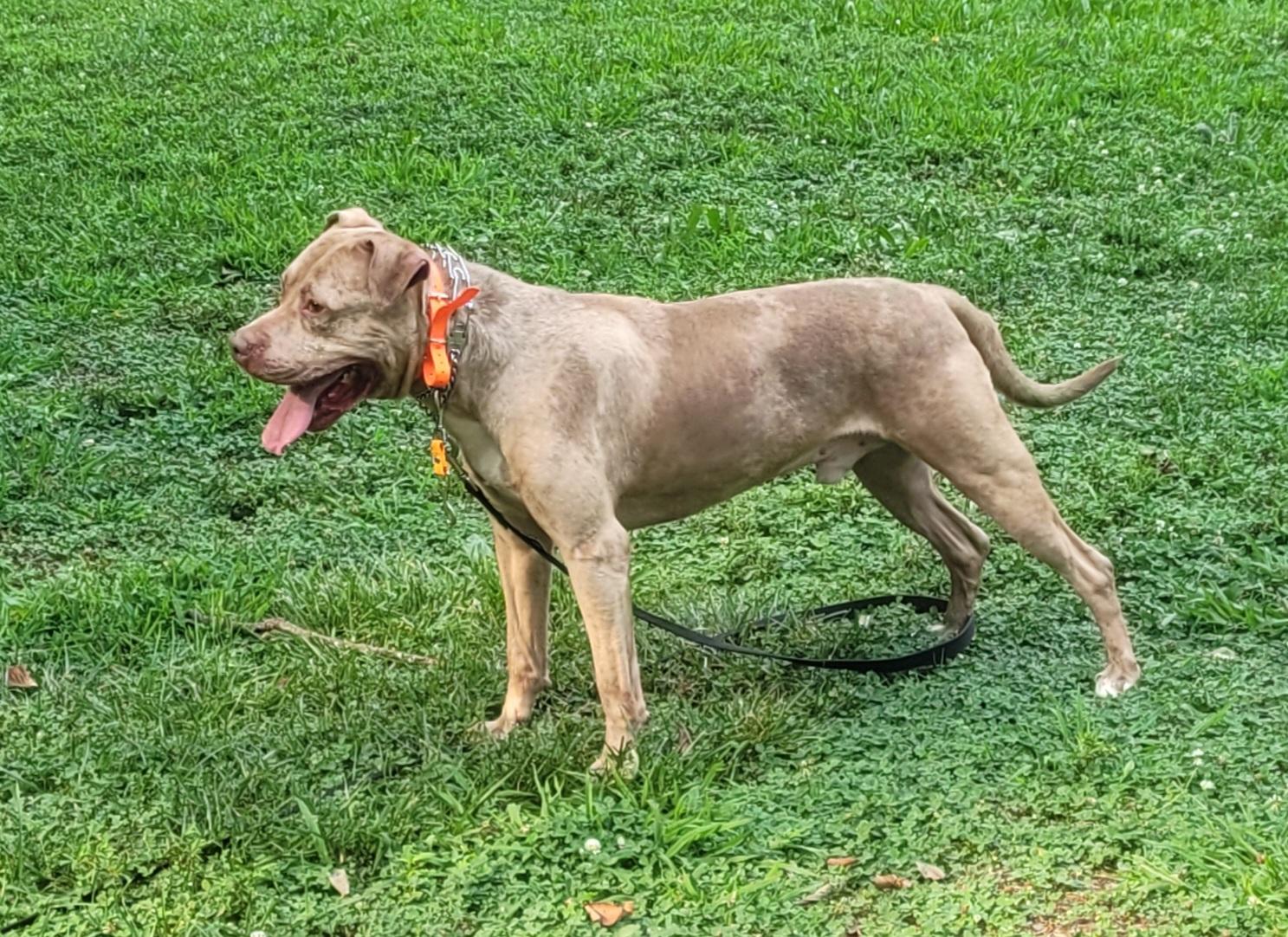 Enlarge Merlin, a ADOPTABLE mixed breed in Monroe Twp, NJ image 4/6