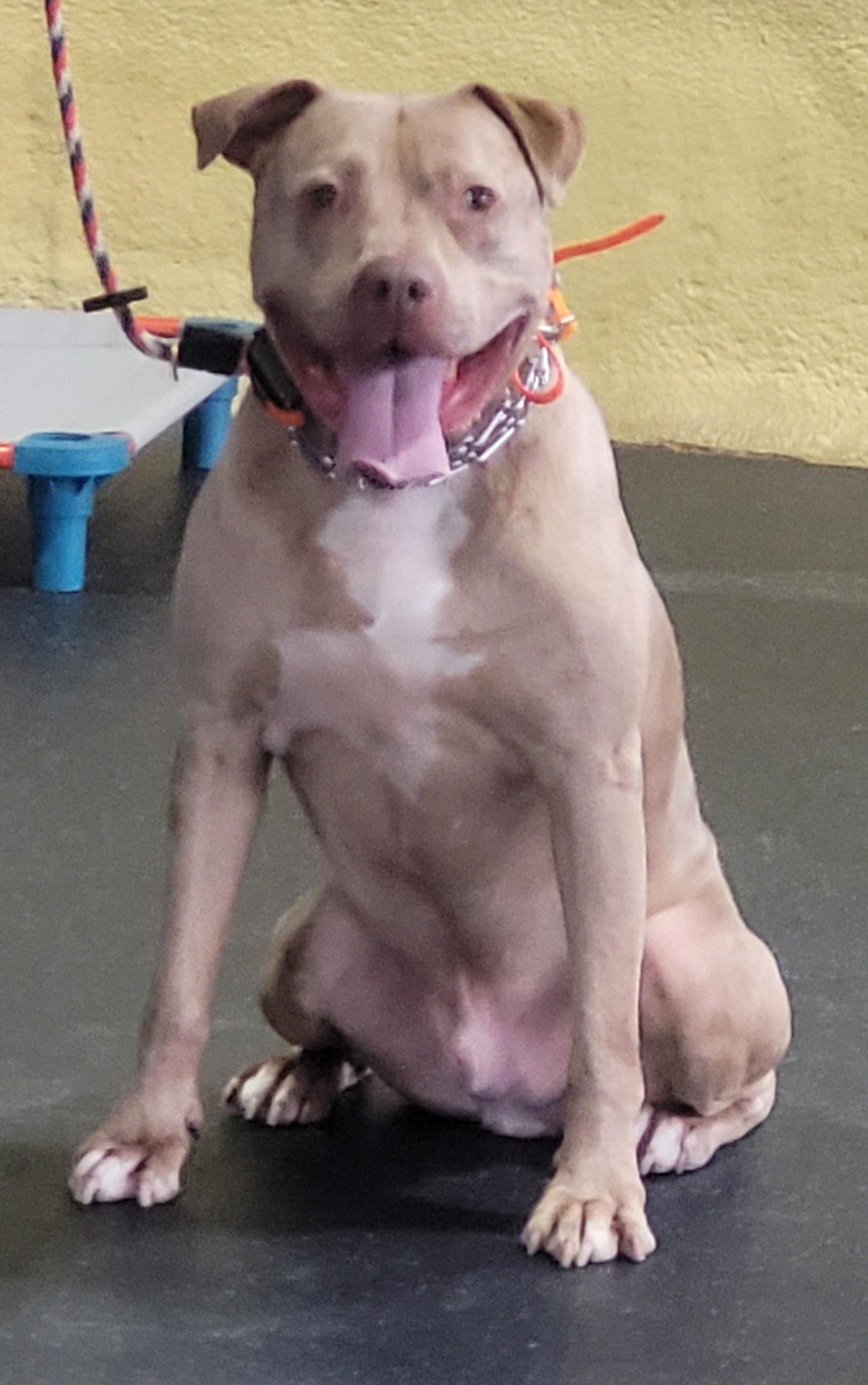 Enlarge Merlin, a ADOPTABLE mixed breed in Monroe Twp, NJ image 3/6