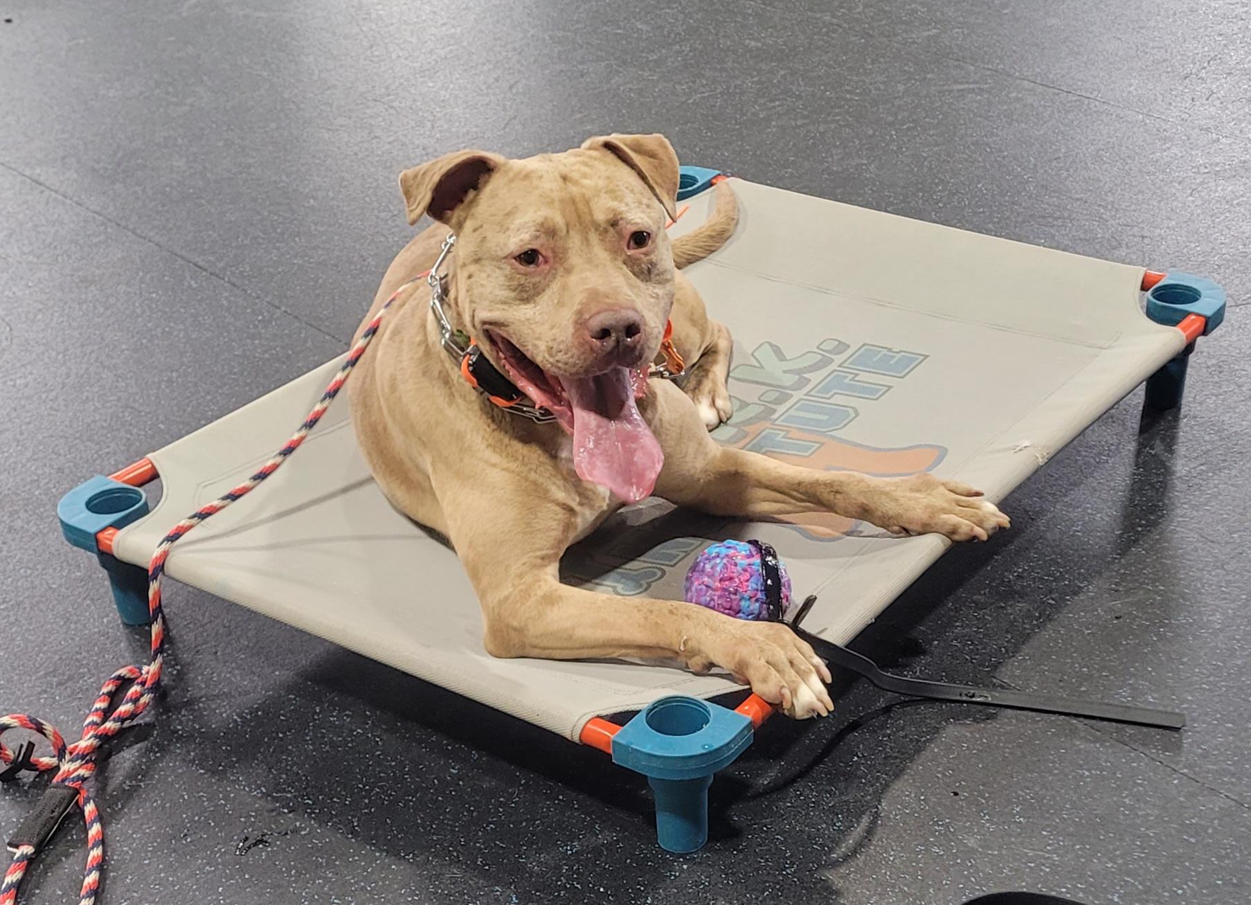 Merlin, ADOPTABLE, Young Male American Staffordshire Terrier & American Bulldog.