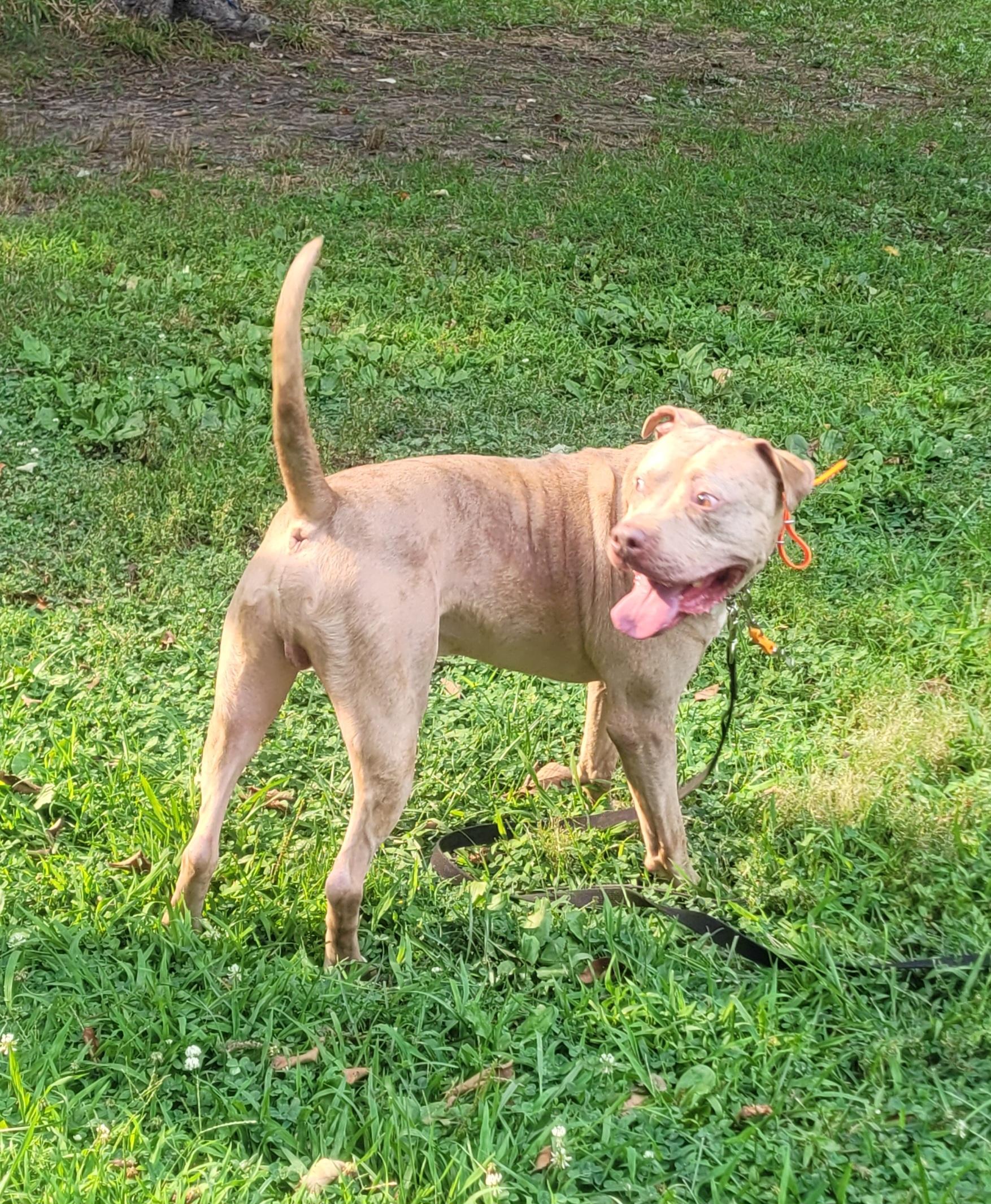 Enlarge Merlin, a ADOPTABLE mixed breed in Monroe Twp, NJ image 5/6
