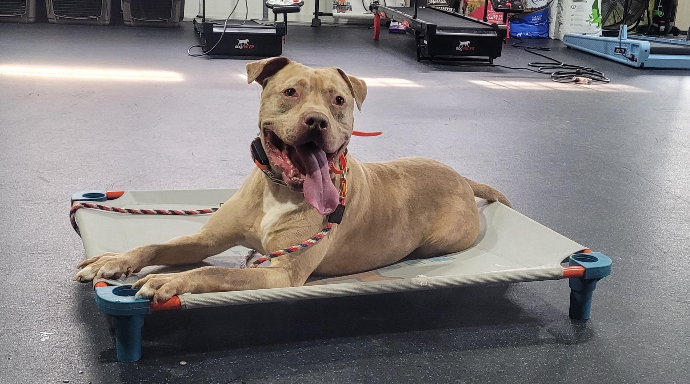 Enlarge Merlin, a ADOPTABLE mixed breed in Monroe Twp, NJ image 2/6