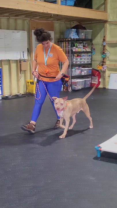 Enlarge Merlin, a ADOPTABLE mixed breed in Monroe Twp, NJ video 6/6