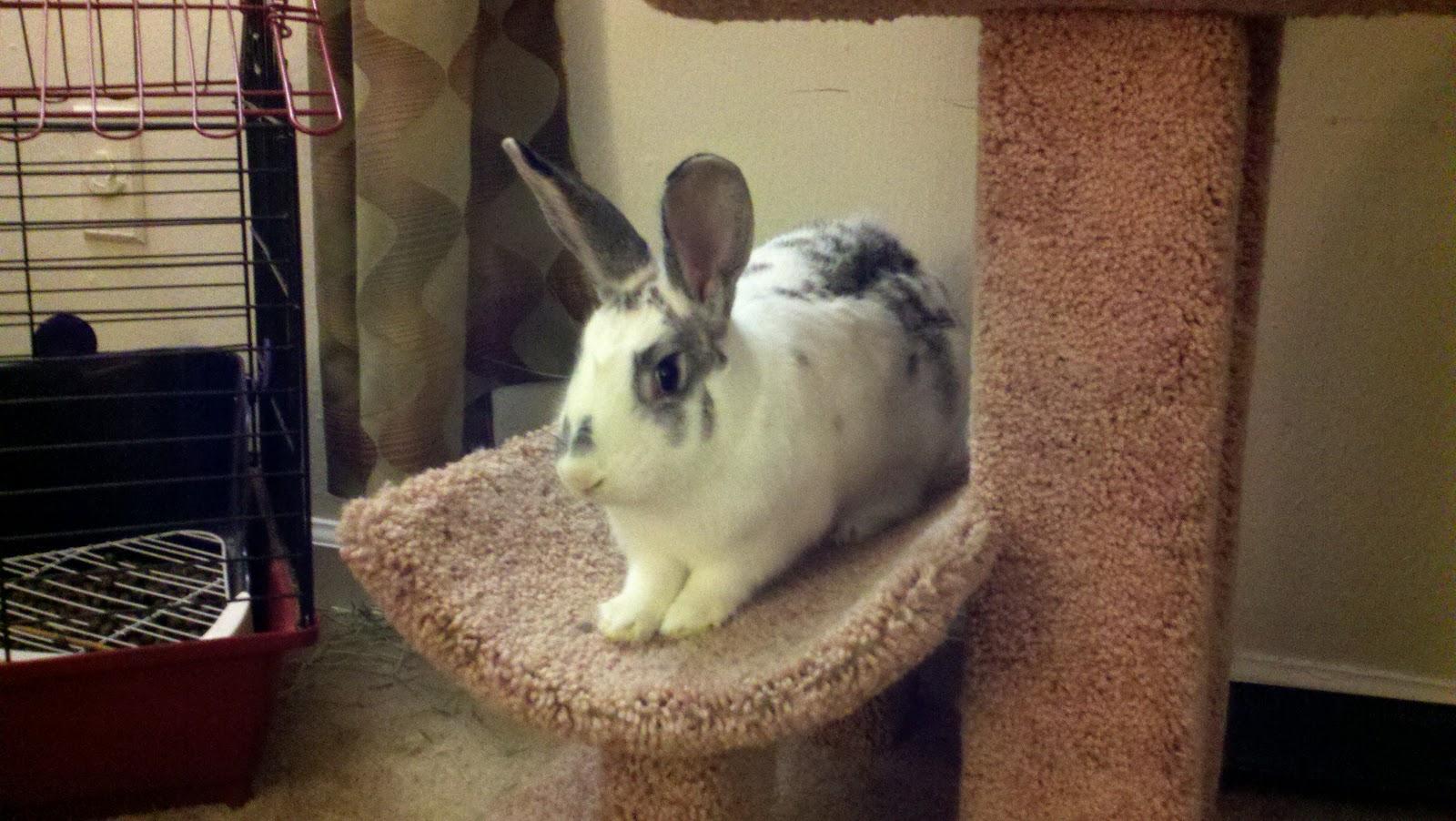 Gagas, Adopted, Adult Male Californian.