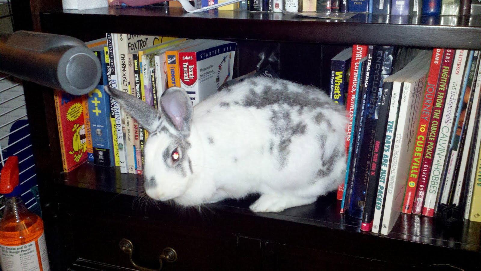 Gagas, a Adopted Californian in Lexington, SC image 2/2