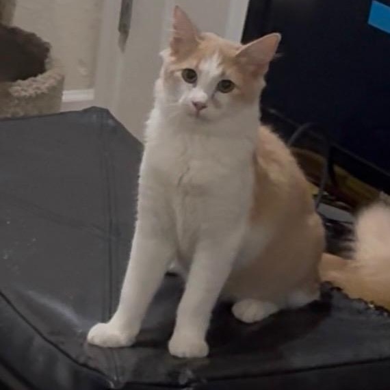 Enlarge Carmelo, a Adoptable Domestic Short Hair in SCOTTSDALE, AZ image 2/3