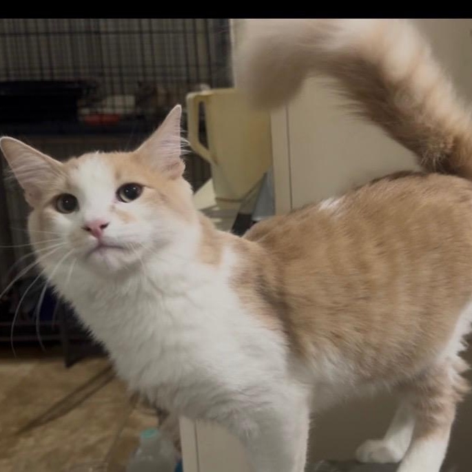 Enlarge Carmelo, a Adoptable Domestic Short Hair in SCOTTSDALE, AZ image 1/3