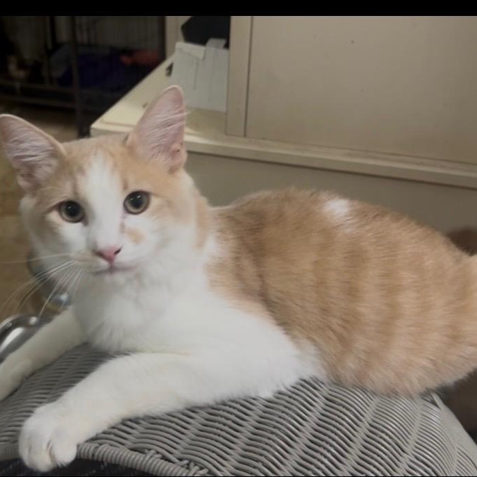 Enlarge Carmelo, a Adoptable Domestic Short Hair in SCOTTSDALE, AZ image 3/3