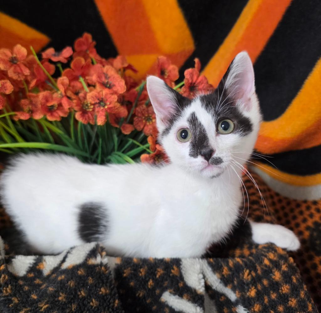 7/2/26 Cowboy, Adopted, Kitten Male Domestic Short Hair.