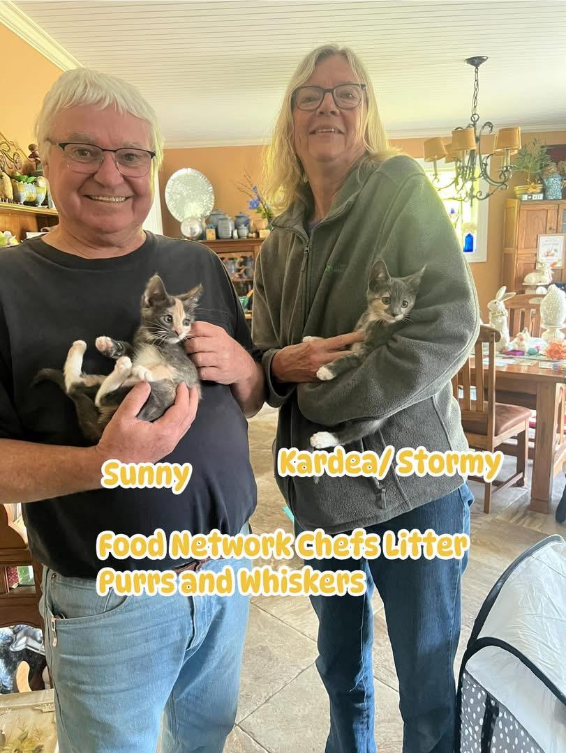 Sunny Anderson, adopted, Kitten Female Domestic Short Hair.