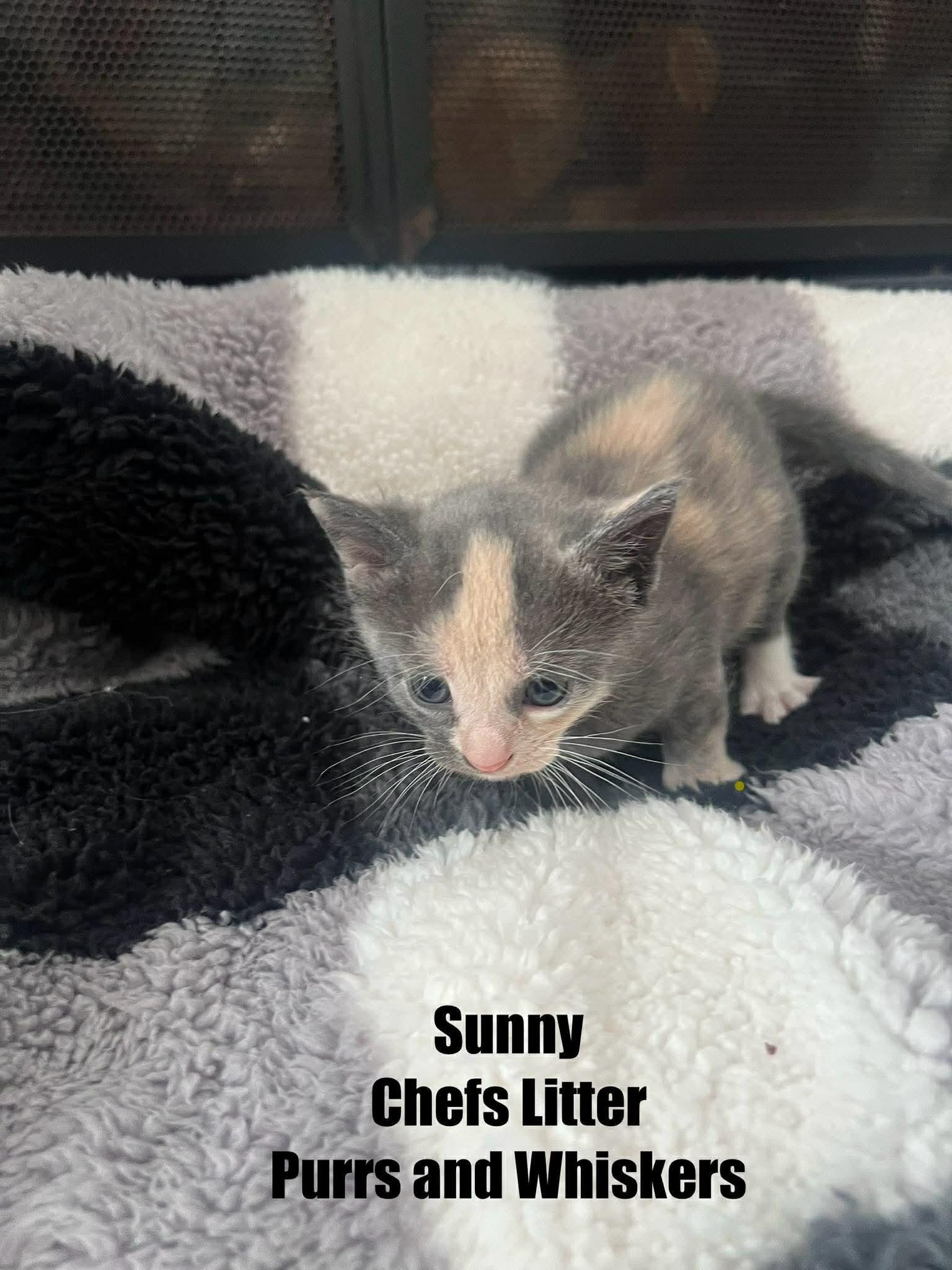 Sunny Anderson, Adoptable, Kitten Female Domestic Short Hair.