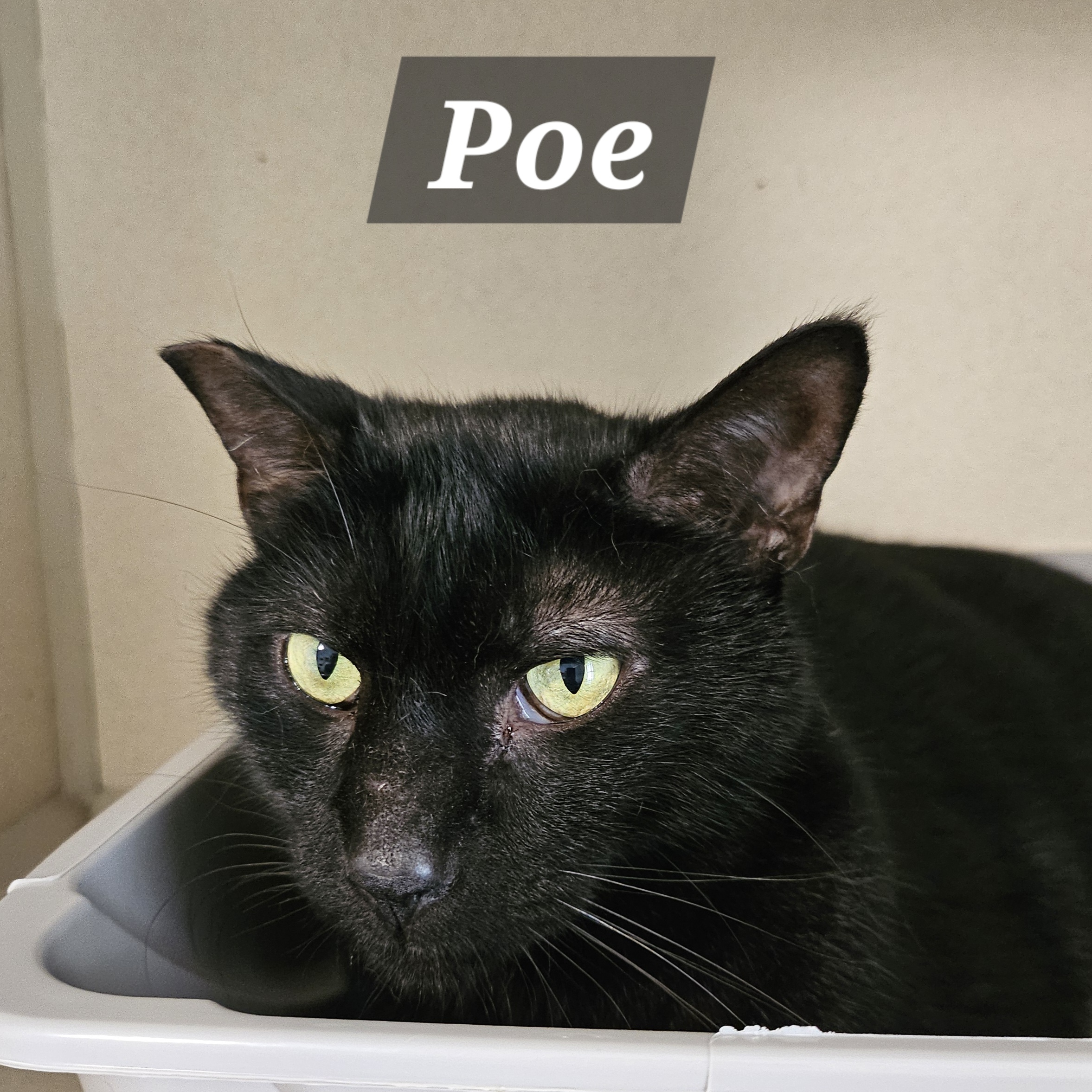 Enlarge Poe, an adoptable Domestic Short Hair in Lincoln, IL image 1/1