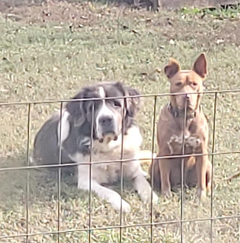 Enlarge George and Piper, a Adoptable mixed breed in Baltimore, MD image 4/6