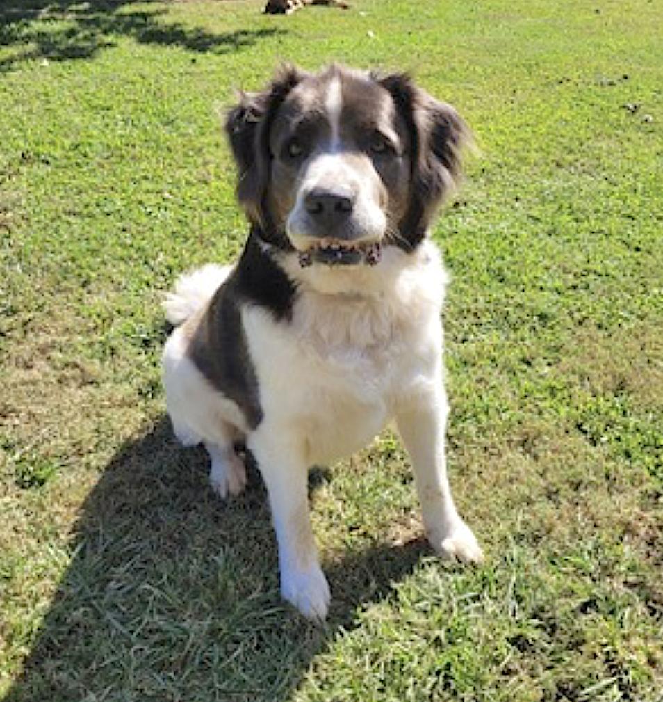 Enlarge George and Piper, a Adoptable mixed breed in Baltimore, MD image 2/6