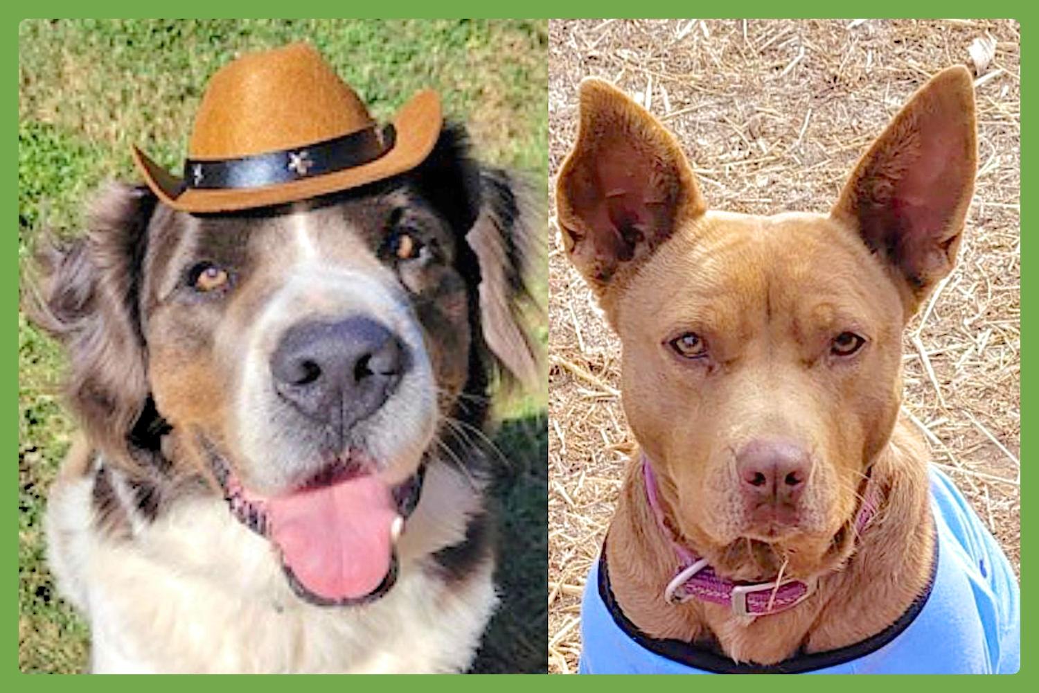 Enlarge George and Piper, a Adoptable mixed breed in Baltimore, MD image 1/6