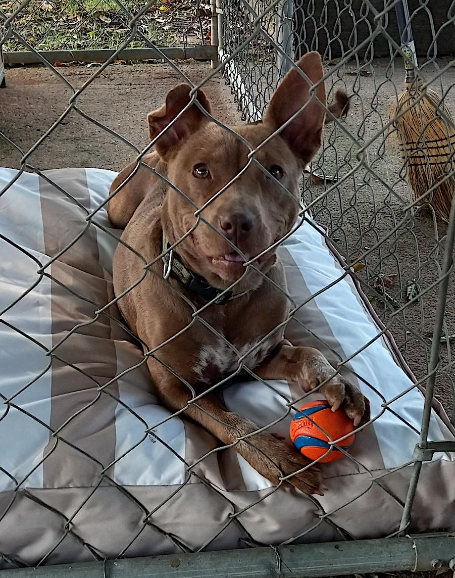 Enlarge George and Piper, a Adoptable mixed breed in Baltimore, MD image 3/6