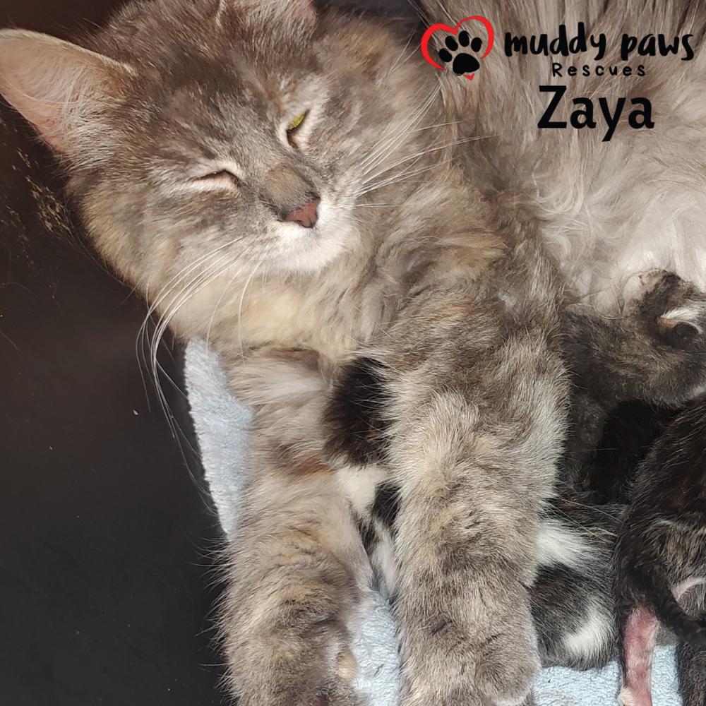 Zaya — thumbnail 2