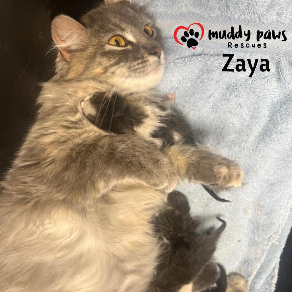 Zaya — thumbnail 3