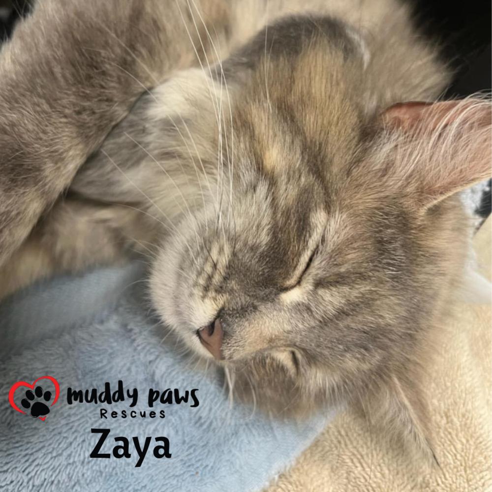 Zaya — thumbnail 4