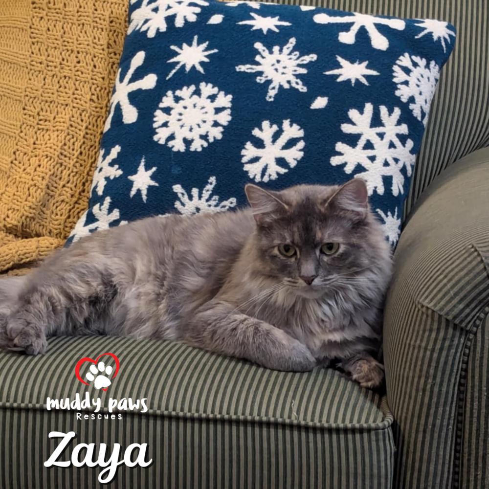 Zaya — thumbnail 5