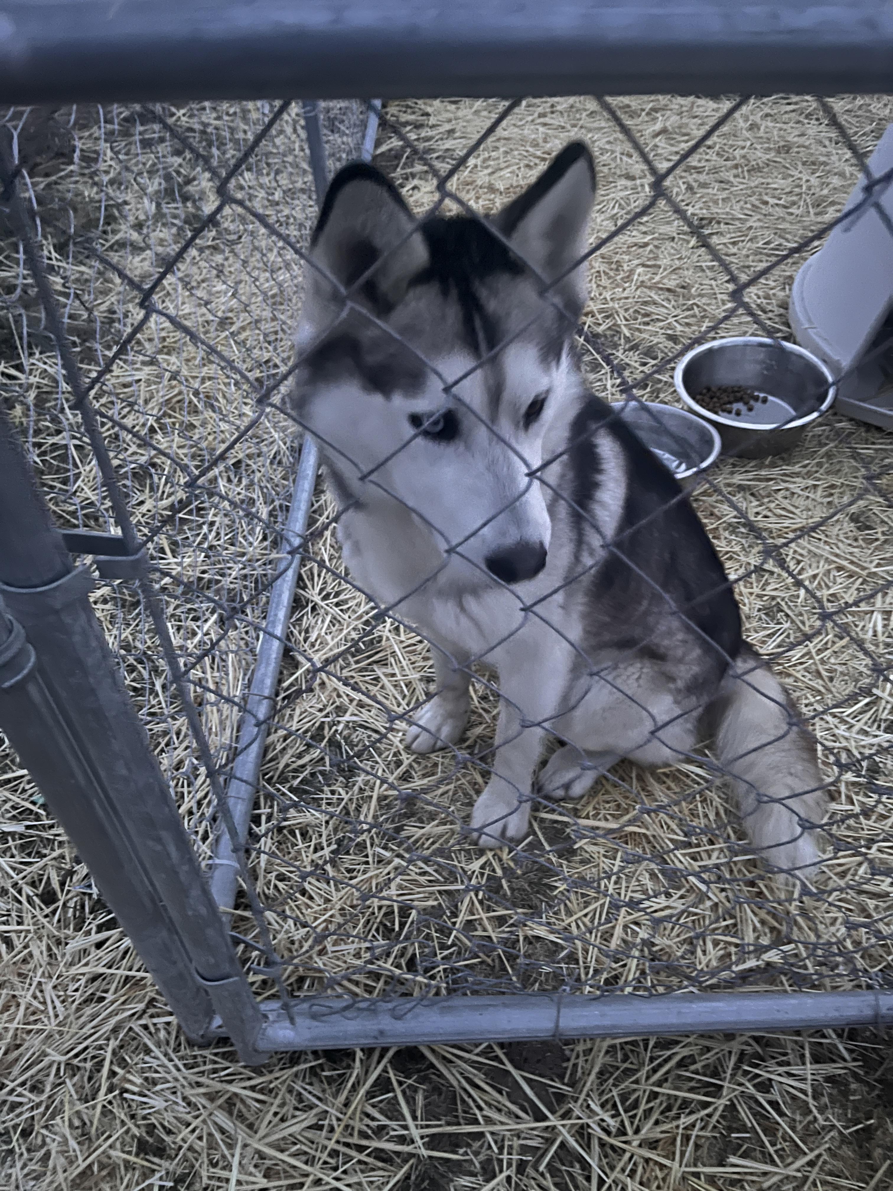 Jasper, Adoptable, Young Male Husky.