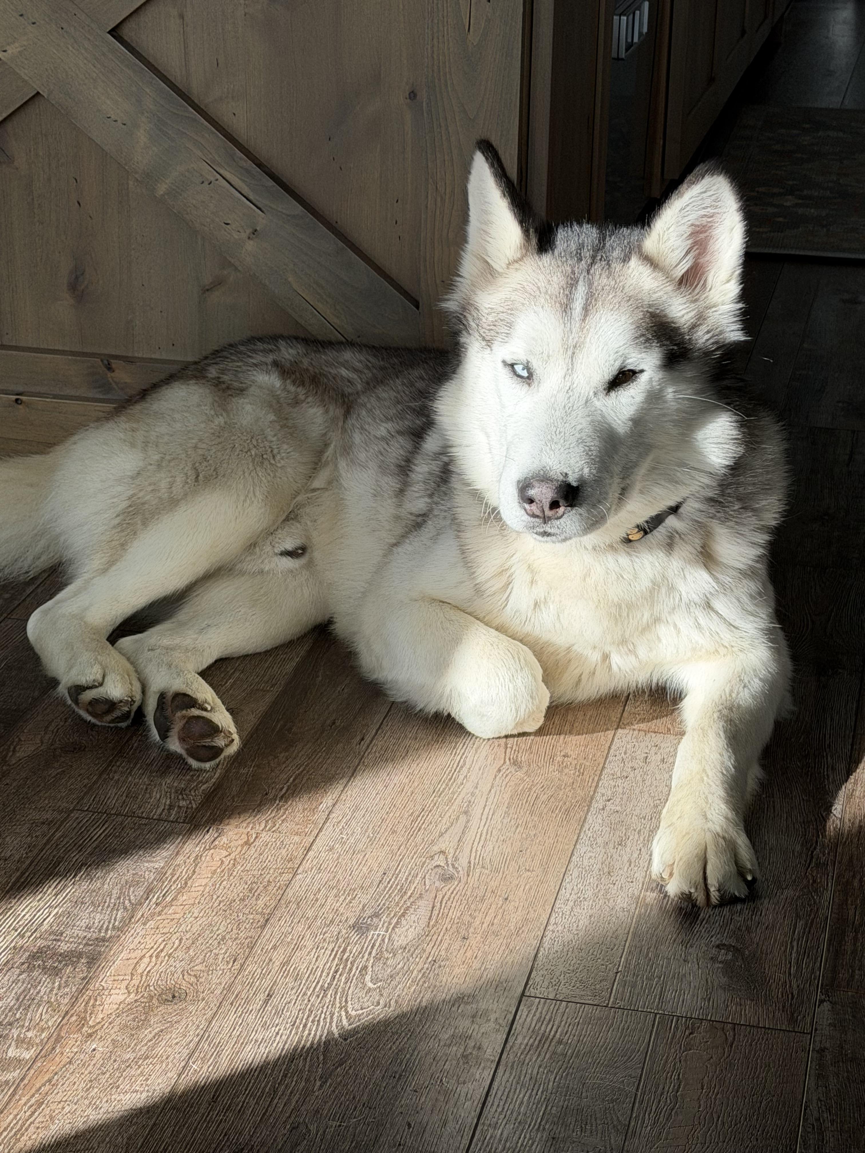 Enlarge Jasper, a Adoptable Husky in Jerome, ID image 3/6