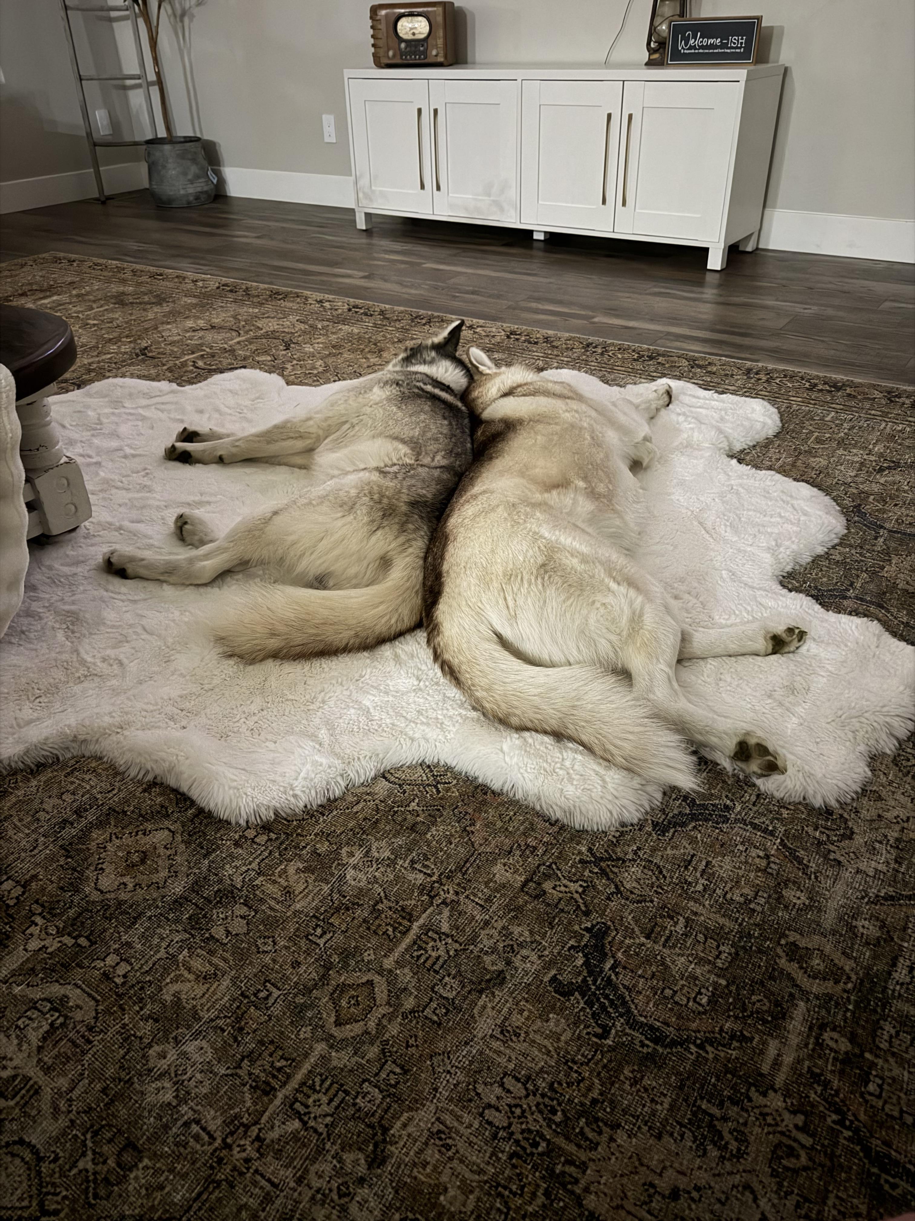 Enlarge Jasper, a Adoptable Husky in Jerome, ID image 4/6