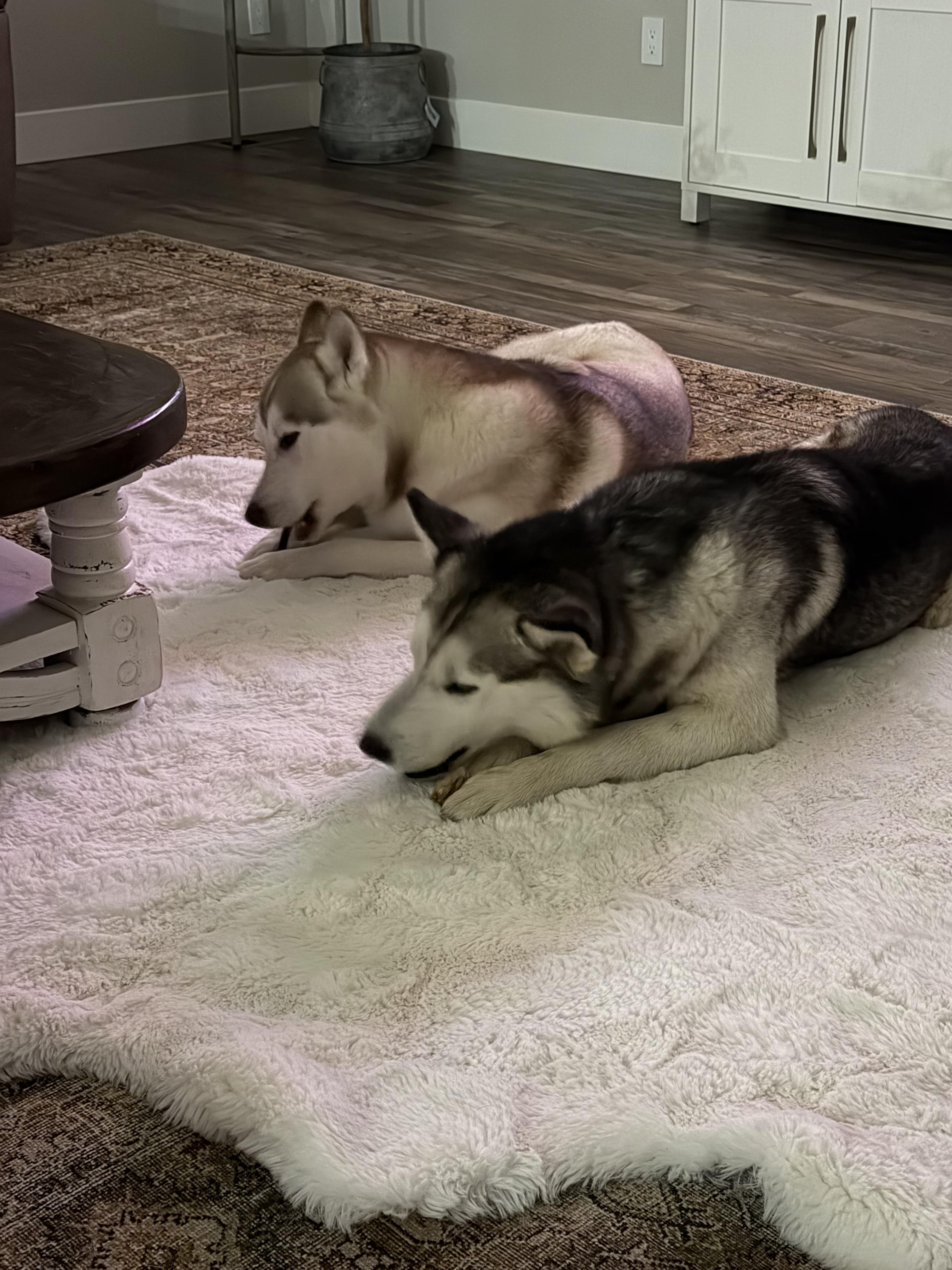 Enlarge Jasper, a Adoptable Husky in Jerome, ID image 5/6