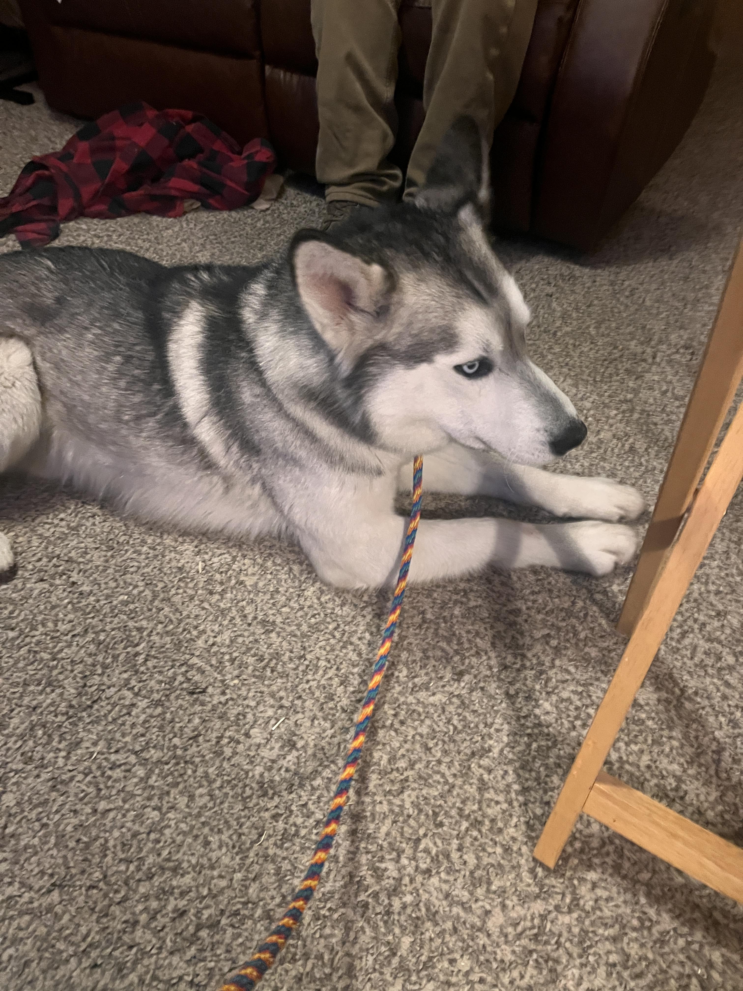 Enlarge Jasper, a Adoptable Husky in Jerome, ID image 6/6