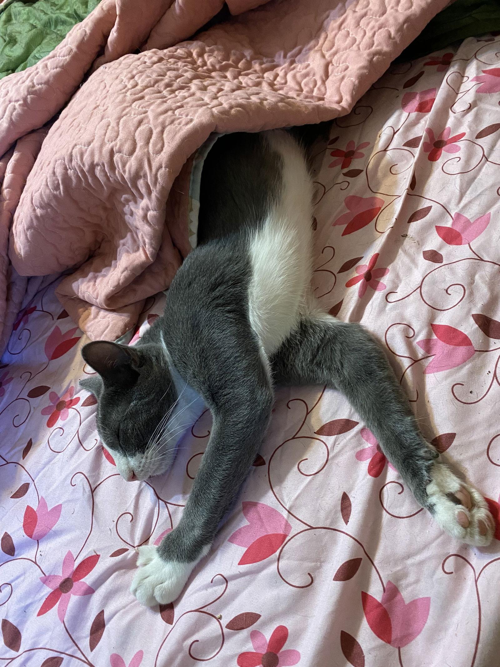 Butterbean, Adoptable, Adult Male Domestic Short Hair.