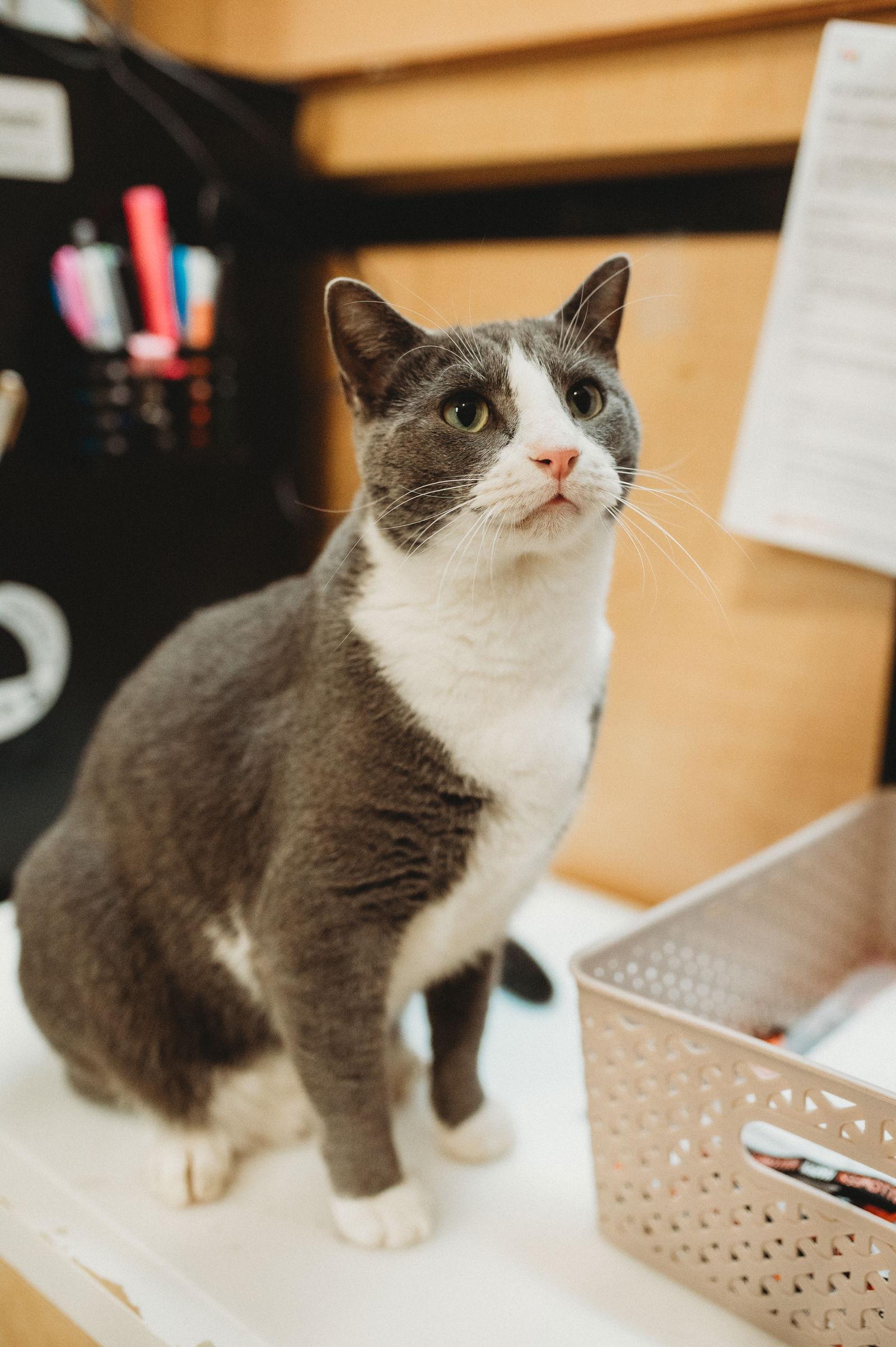 Butterbean, a Adoptable Domestic Short Hair in McKinney, TX image 2/3