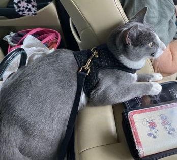 Butterbean, a Adoptable Domestic Short Hair in McKinney, TX image 3/3