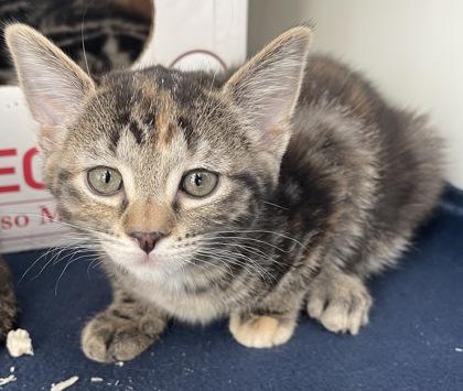 Lydia, Adoptable, Kitten Female Domestic Short Hair & Domestic Short Hair.