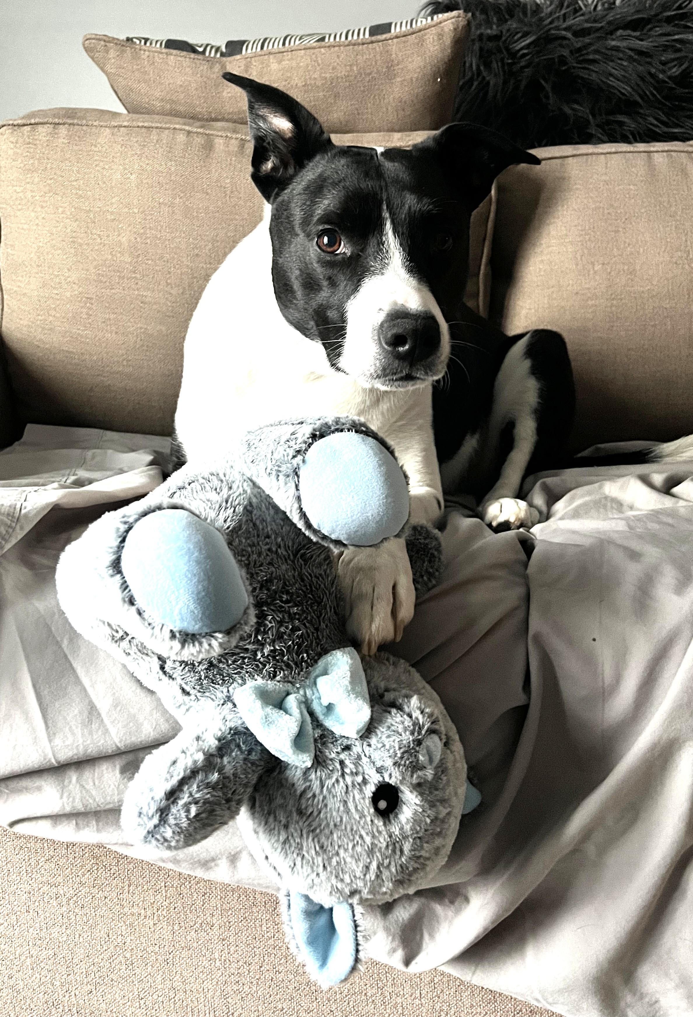 Zeuse, an adoptable mixed breed in Palatine, IL image 1/4