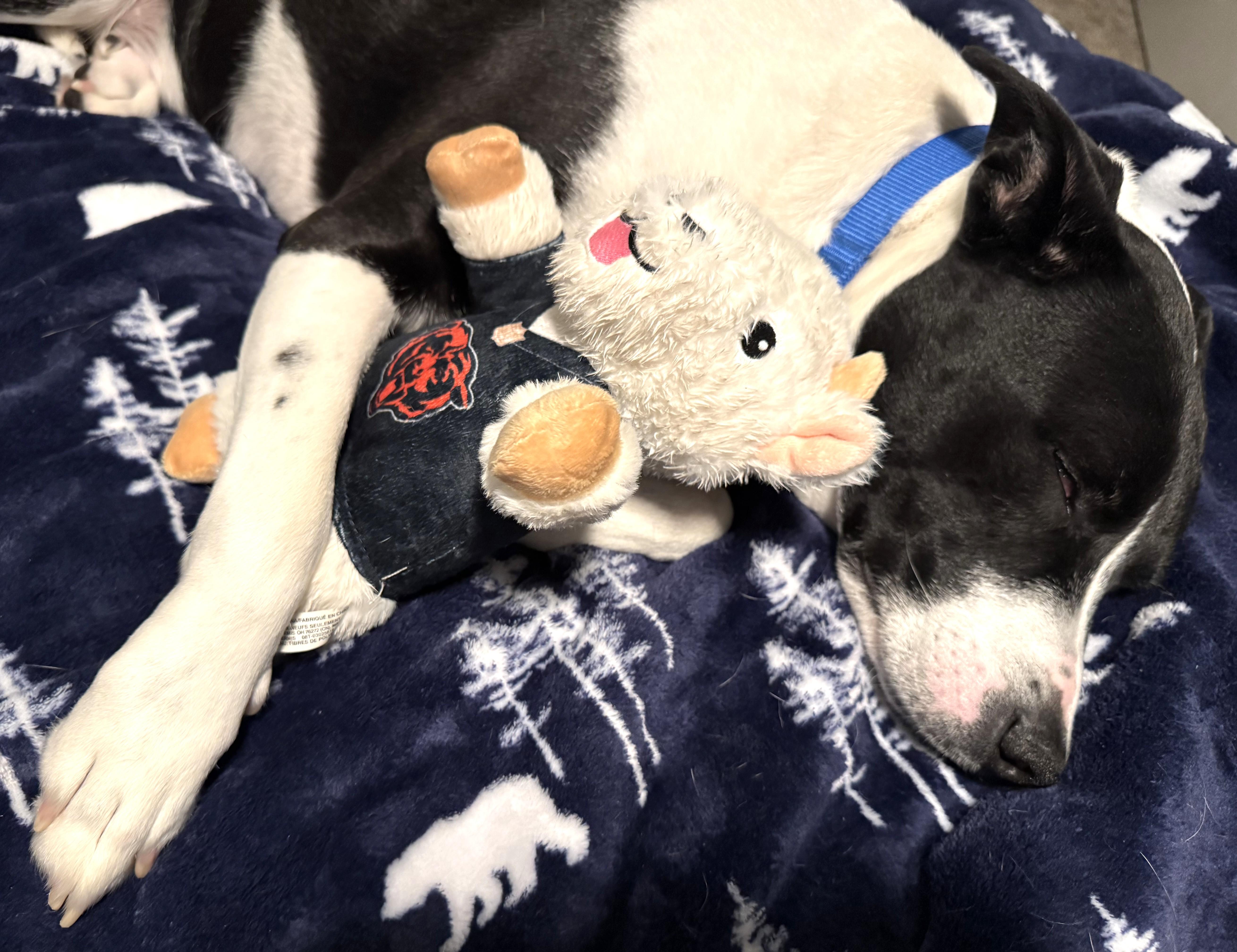 Zeuse, an adoptable mixed breed in Palatine, IL image 2/4