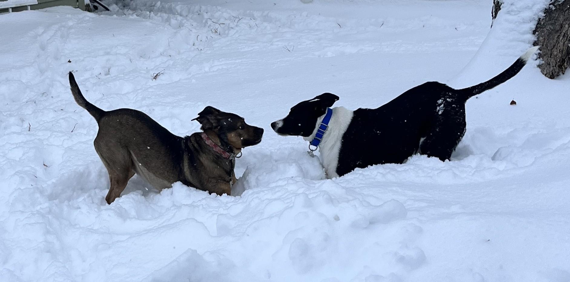 Zeuse, an adoptable mixed breed in Palatine, IL image 3/4