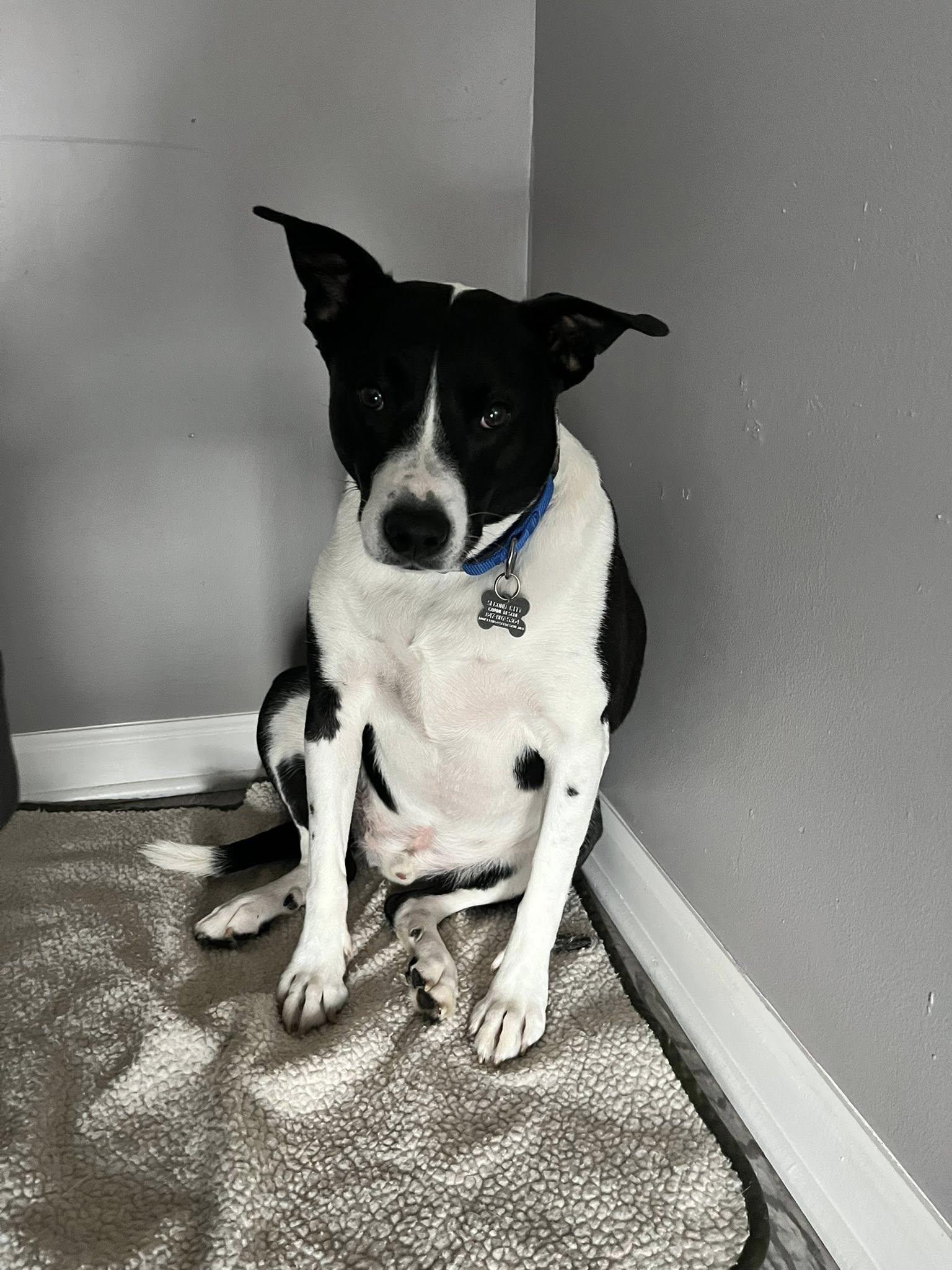 Zeuse, an adoptable mixed breed in Palatine, IL image 4/4